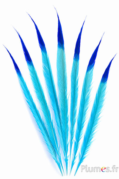 Goldfasan - gebleicht - 65-75 cm - himmelblau-blau